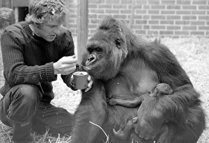Zoo Keeper Prints: Baby Doll, a gorilla at Howlett Park Zoo in Littleborne with new born baby Kisoro being