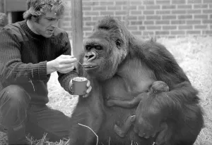 Baby Doll, a gorilla at Howlett Park Zoo in Littleborne with new born baby Kisoro being