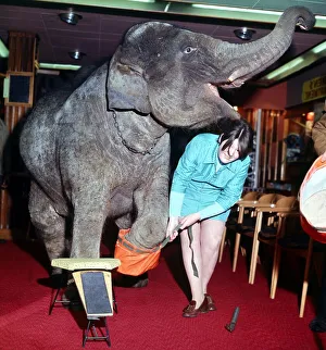 Baby elephant Cindy tries on shoes in a Belfast store December 1969
