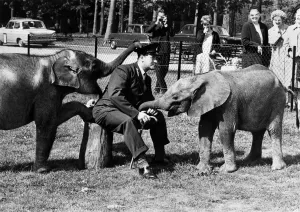Two baby elephants have a bit of a lark with head keeper Charles Beiley at Whipsnade Zoo