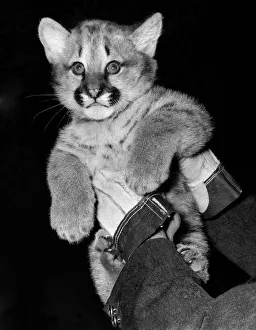 00057 Prints: Baby Elsa On view at the London Zoo for the first time to-day is the female Puma cub Essa
