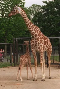 Baby Giraffe at Whipsnade Wild Animal Park born on Thursday 20 June June 1996