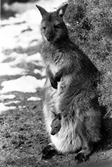 Marsupial Prints: Baby heralds spring time!!. A wallaby mother with baby in her pouch March 1987