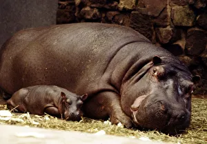 Resting Prints: Baby hippopotamus Samantha with her mother Myra at Chester Zoo March 1978 A&copy