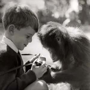 Baby Jane the new orang-utan at Flaming Park Zoo in Yorkshire with a young boy visitor to