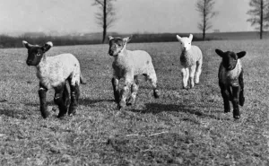 00042 Prints: Baby lambs on the fields as Spring arrives March 1954 P009545