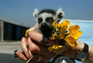 Hands Prints: A baby lemur held in the palm of the zookeepers hand soon after his birth at Chester Zoo