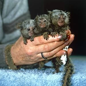 Images Dated 1st December 1984: Baby Marmoset Triplets in womans hands Microchip