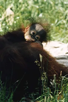 Baby Orang-utan in long grass holding onto older monkey Mother by a tree December