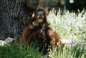 Baby Orang-utan in long grass holding onto older monkey Mother by a tree December