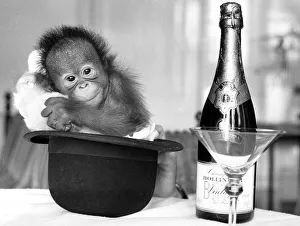Orangutans Prints: A baby Orangutan at Twycross Zoo beside a bottle of Bollinger Champagne