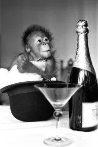 00816 Prints: A baby Orangutan at Twycross Zoo beside a bottle of Bollinger Champagne