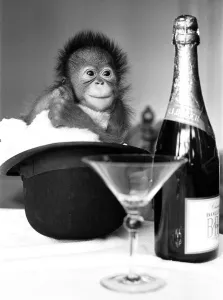 00816 Prints: A baby Orangutan at Twycross Zoo beside a bottle of Bollinger Champagne