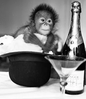 00816 Prints: A baby Orangutan at Twycross Zoo beside a bottle of Bollinger Champagne