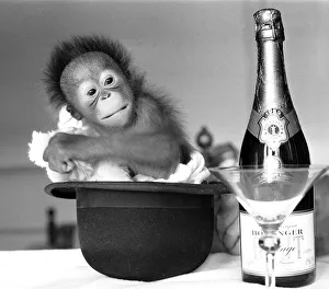 A baby Orangutan at Twycross Zoo beside a bottle of Bollinger Champagne
