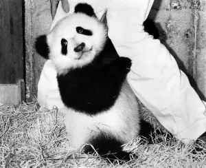 Baby panda Chu-Lin is probably the most valuable baby animal in the world