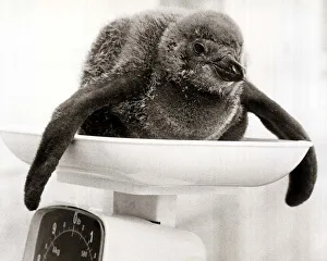 Penguin Prints: A Baby Penguin Chick on the Weighing Scales - June 1978 at Chesington Zoo