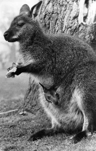 Tender Prints: This baby red-necked wallaby takes it first look at the world from its mother