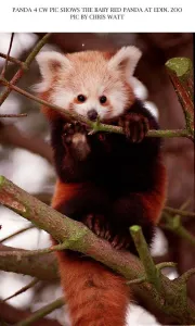 Tree Felling Prints: Baby red panda bear sitting on branch at Edinburgh Zoo 1997