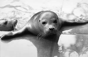 Seals Prints: The baby seals at the Brenda Giles sanctuary in Norfolk have all been brought in by
