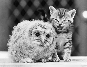 Kittens Prints: The baby tawny owl has lost his mother and was brought into the Surrey Bird Rescue