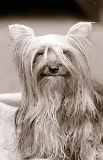 Canines Prints: Bad Hair Day Yorkshire terrier dog sitting on chair Small litle tiny lap dog