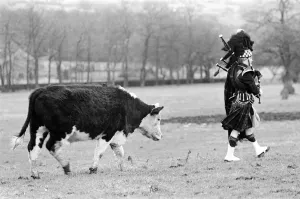 Bagpipes Prints: Bagpiper Craig McIntosh practises playing his bagpipes in a field
