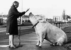 Pigs Prints: Barbara Woodhouse uses her animal expertise to command a 22 stone pig, 16th January 1981