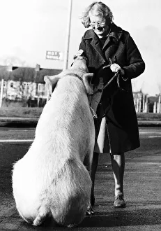 Size Prints: Barbara Woodhouse uses her animal expertise to command a 22 stone pig