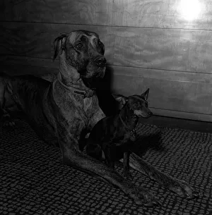 BARBARA WOODHOUSEs GREAT DANE -JUNIA- 1964 Y2K