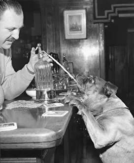 A barman squirts a Soda Siphon into a Boxer dogs mouth Animals Dogs Boxers Boxer