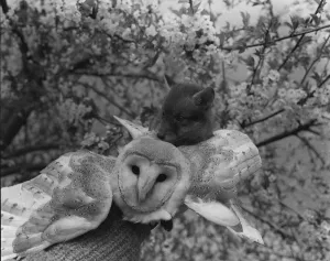 00150 Prints: Barn Owl (Barney) and Fox cub (Cherry) who is three weeks old Cherry scrambles up onto