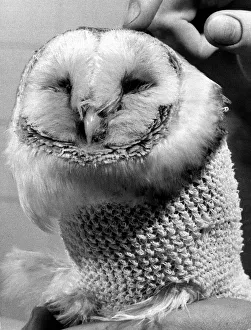 Barney the owl gets treatment at a Battersea Vets surgery after a flying accident damaged