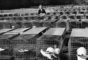 Cage Prints: Baroness Marie de Veauce at her prosperous mink farm in the grounds of an old convent