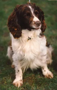 Spaniel Prints: Bart the police dog enjoying the dog handling training school at Northumbria Police