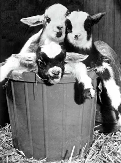 A basket full of trouble in the shape of four pygmy goats which were born at Coombe Abbey