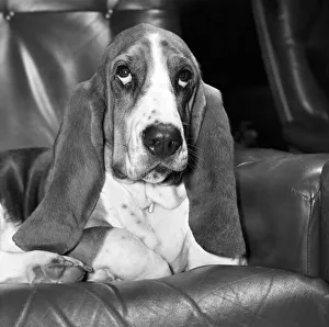 00072 Prints: Basset Hound. Maggie May'with a xmas holiday Hangover. December 1975