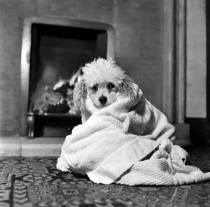 Bath night for Tommy'the miniature poodle is something of an endurance test