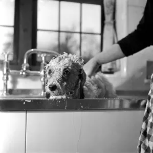 Bath night for Tommy'the miniature poodle is something of an endurance test