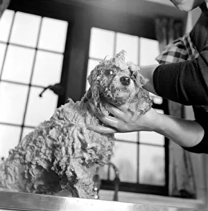 Poodle Prints: Bath night for Tommy'the miniature poodle is something of an endurance test