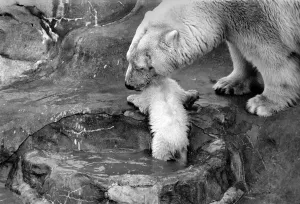 00058 Prints: Bath time for the four month old polar bear cub Jamie at Bristol Zoo