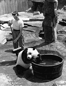 Loneliness Prints: Bathtime for Chi Chi the panda - the keeper Alan Kent spends all his day in her pen just