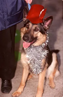 Tinsel Prints: Battersea Dogs Home christmas dinner Nova the German Shepherd A©Mirrorpix