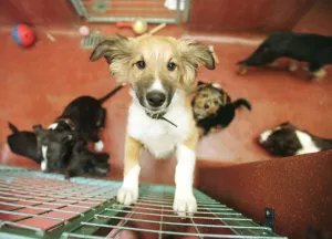 Battersea Dogs Home November 1998 behind the scenes Puppy Dog in Kennel