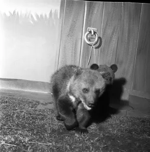 Bear Cub with Horse: Two Russian bear cubs, record at Southport Zoo