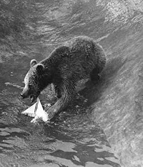 A Bear plays with a toy boat in the water pool in his enclosure at London Zoo circa