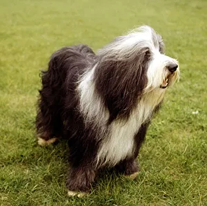 A Bearded Collie dog June 1987 animal animals pet pets domestic