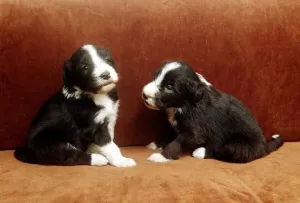 Puppies Prints: Two bearded collies puppies sitting on the settee June 1987 animal animals