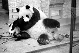 Bears: Cute: Panda s: Ching-Ching and Chia-Chia frolicking at London Zoo