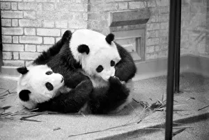 Bears: Cute: Panda s: Ching-Ching and Chia-Chia frolicking at London Zoo